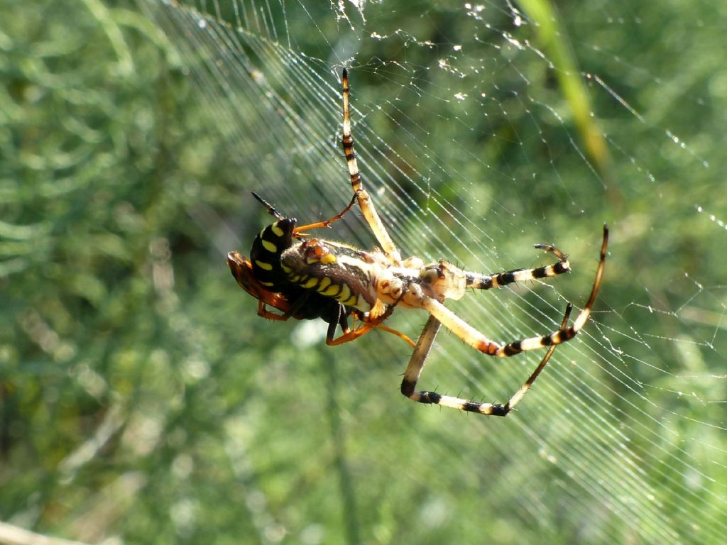 Predazione di Batozonellus lacerticida su Argiope bruennichi.